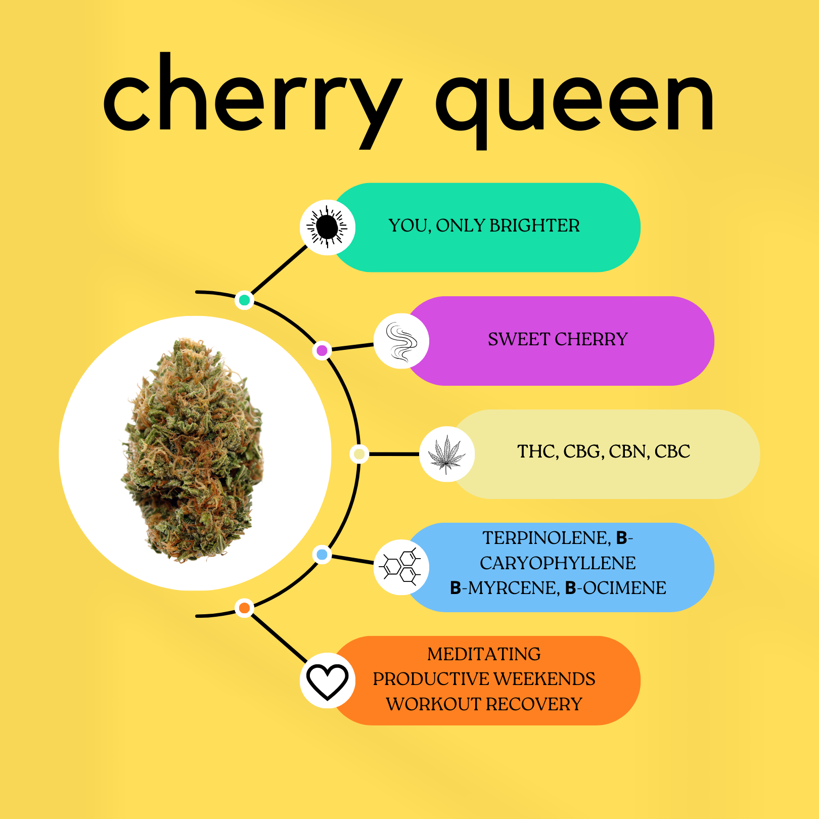 Strain Dating Profile for Cherry Queen: yellow background, bud photo, color-coded experience, aroma, cannabinoid, terpene, and pairing categories.