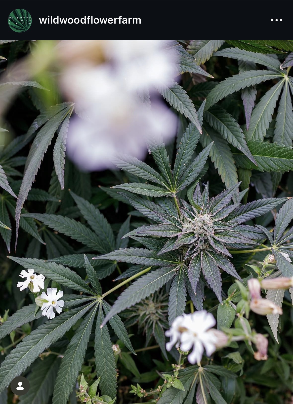 Instagram photo: cannabis bud framed by deep green fan leaves and soft-focus white wildflowers, Wildwood Flower Farm.