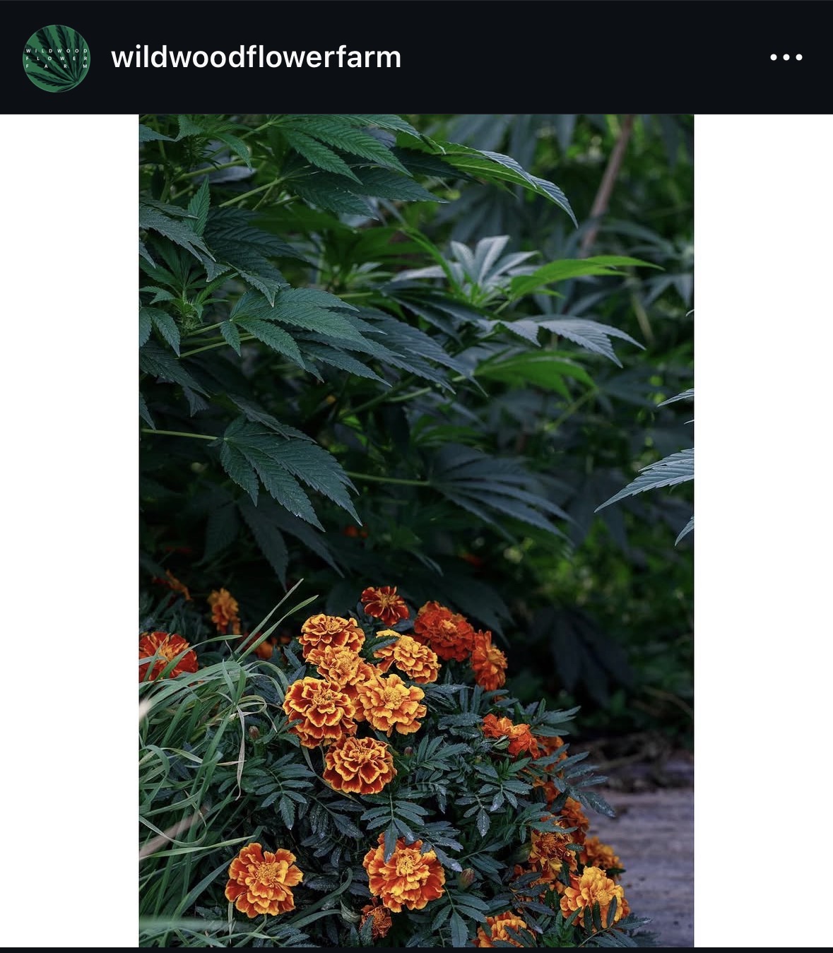 Instagram photo: cannabis plants growing beside a dense bed of orange marigolds, companion planting at Wildwood Flower Farm.
