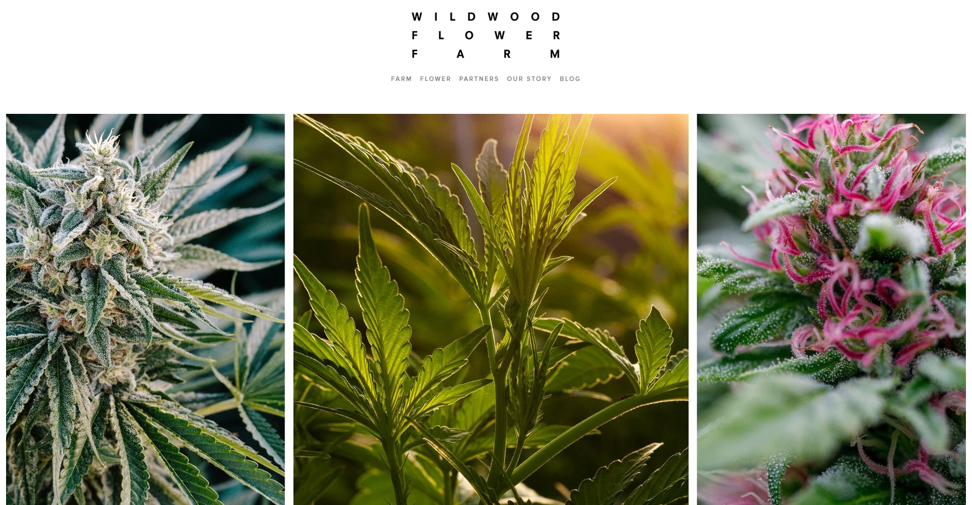 Wildwood Flower Farm homepage: stacked logotype, minimal nav (Farm, Flower, Partners, Our Story, Blog), and a triptych of macro plant photography.